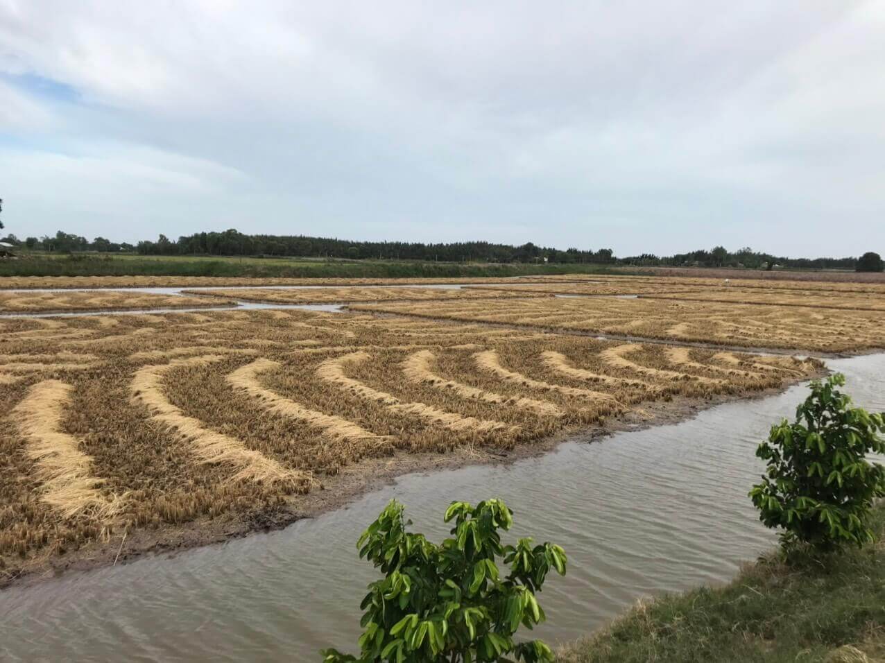 Water channels and harvested fields, from Hoa Nắng’s website
