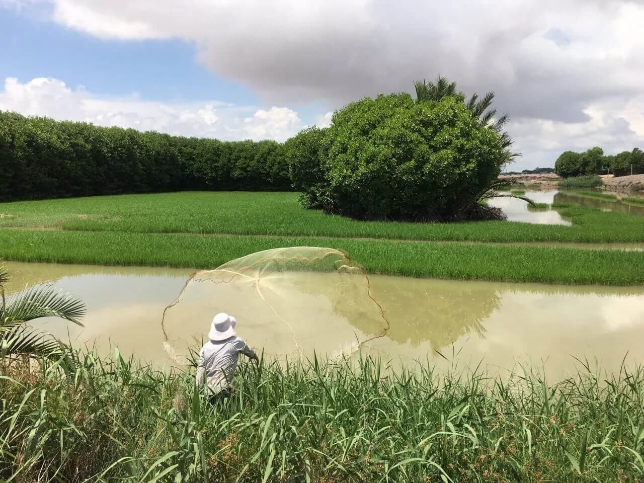 A farmer casting a net in Hoa Nắng’s rice–shrimp growing region