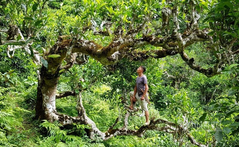 A person in an ancient tea tree, pictured by Shanam